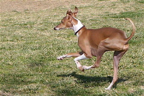 Italian Greyhound