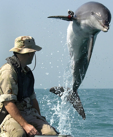 Fake Dolphin