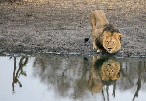 Cecil Image Credit: Brent Stapelkamp