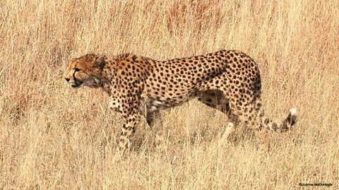 Cheetah at Bellabino 