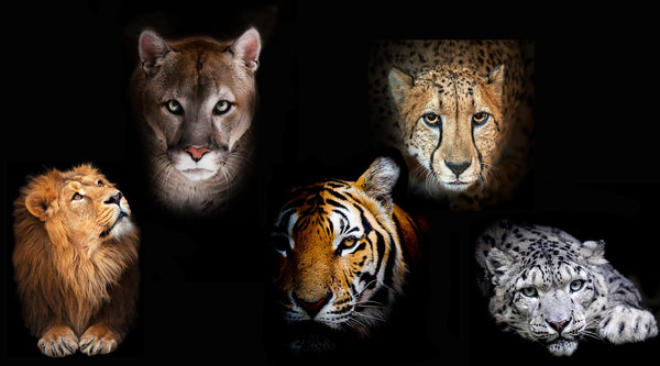 Vanishing Species. Five Big Cats fading into black