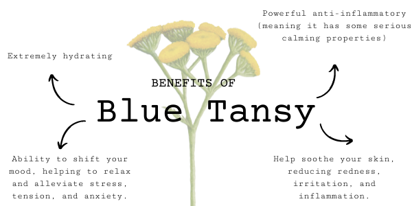 blue tansy benefits