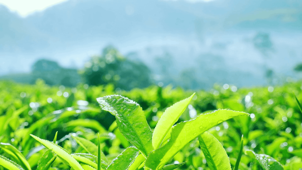 Benefits of Green Tea for skin - Green Tea Extract Benefits