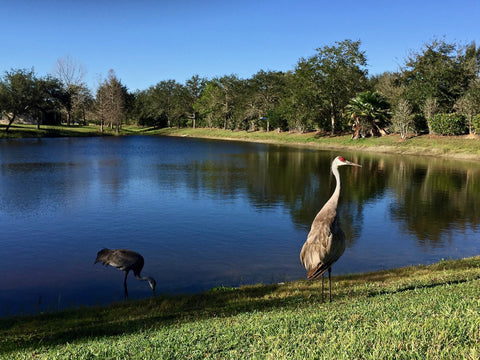 Sand Hill Cranes, Cypress Falls, North Port, Florida