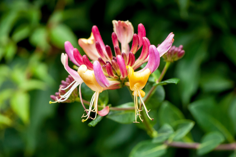 photograph of a honeysuckle plant with its distinctive tubular white and pink flowers