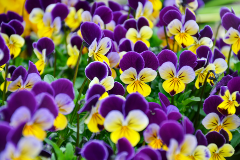 Close up photo of violet and yellow pansies.