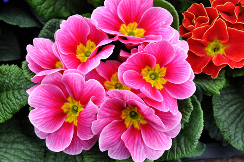 Photo of a bright pink primrose plant. Each bloom has a vibrant yellow centre.