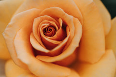 Close up of Orange Rose