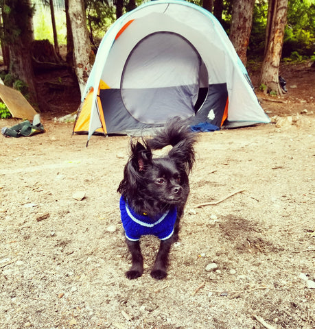 Camping Trip with Your Dog and Other Fun Summer Ideas