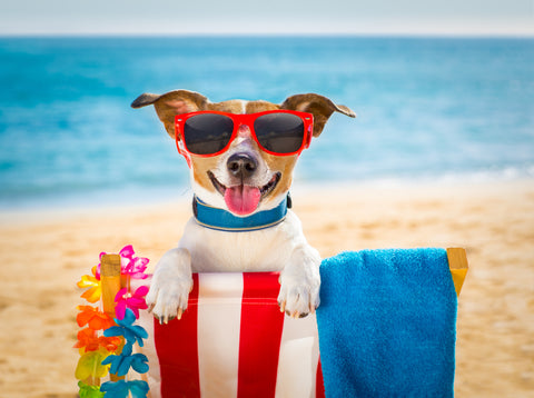 5 Summer Adventures To Do With Your Dog This Summer!