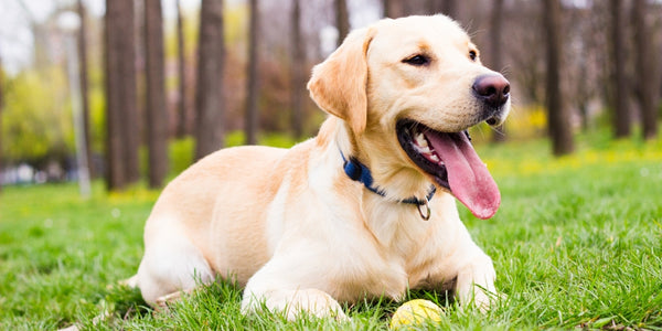 Labrador Family Dog