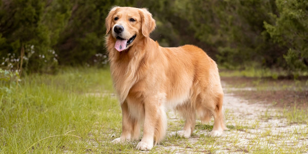 Golden Retriever Family Dog