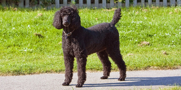 Poodle Family Dog