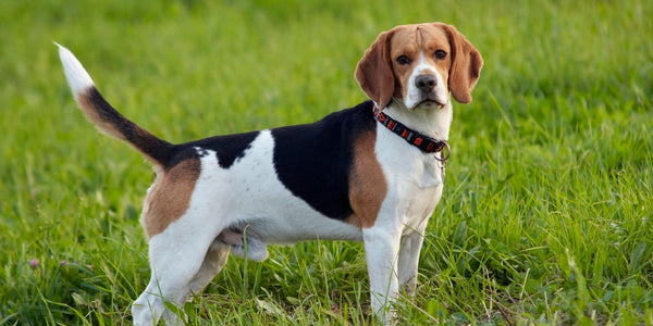 Beagle Family Dog