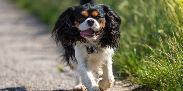 Cavalier King Charles Spaniel Family Dog