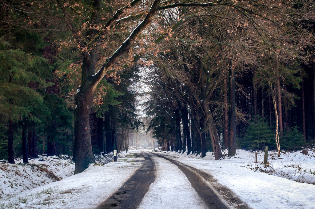 Winter in Glenmore Forest Park, Scotland