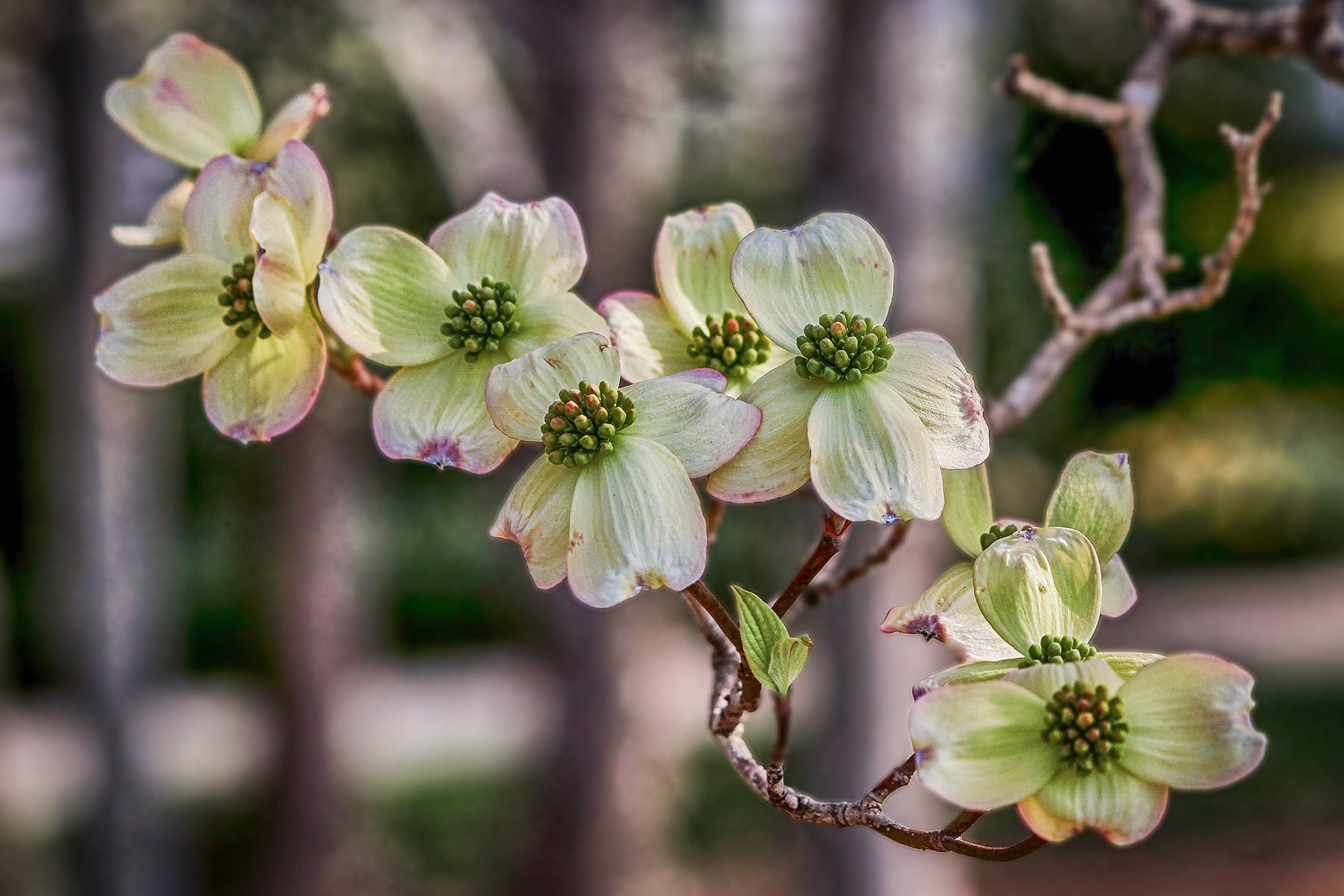 what is the story behind the dogwood tree