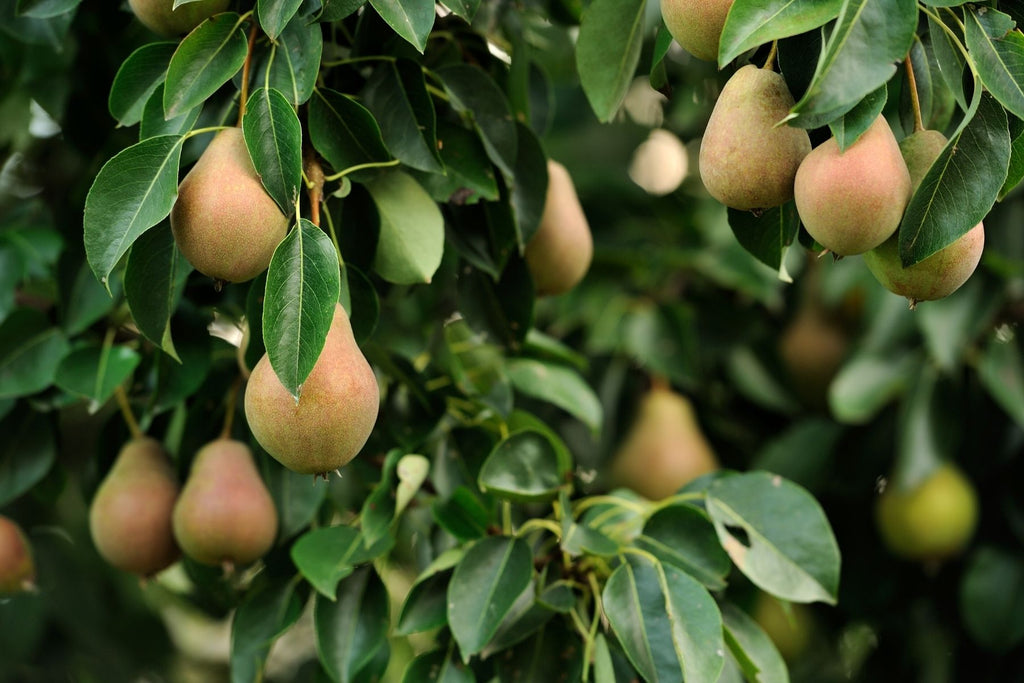 When Do Pear Trees Begin To Produce Fruit?