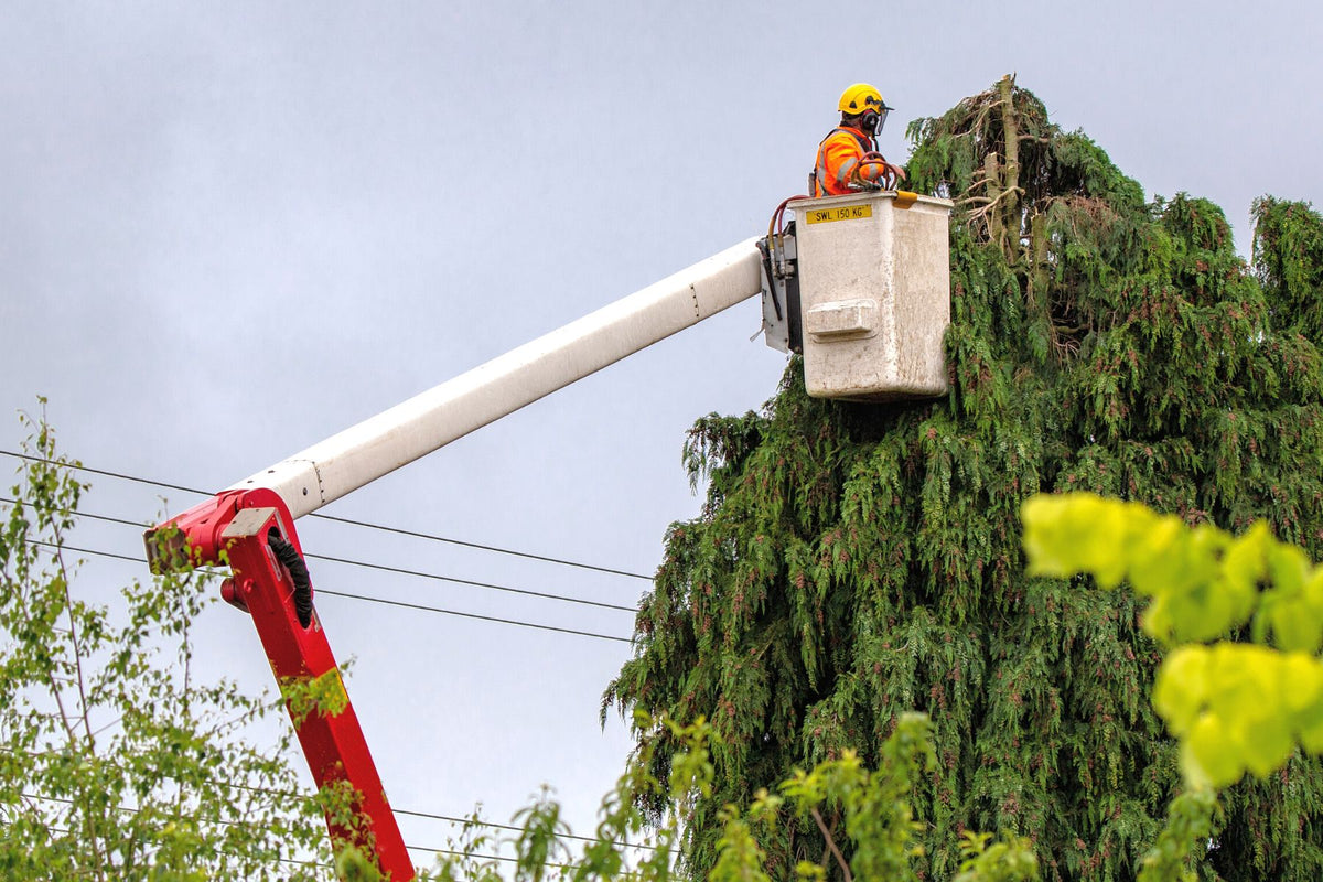 Arborist Services