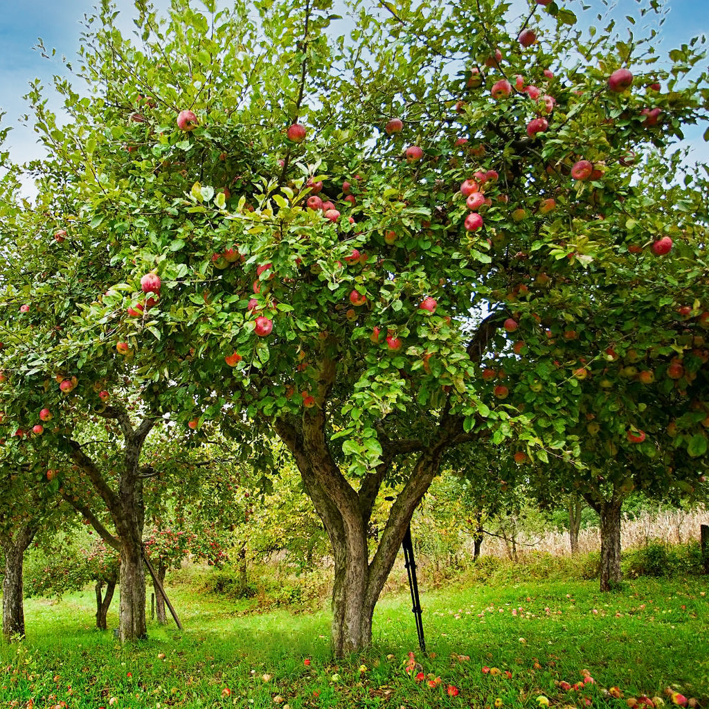 Image of Apple trees