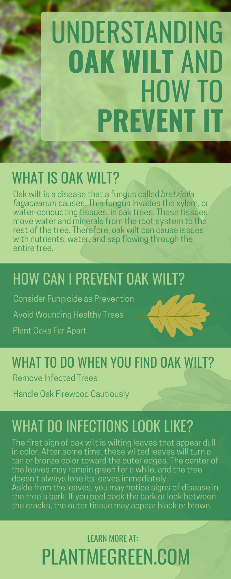Understanding Oak Wilt and How To Prevent It