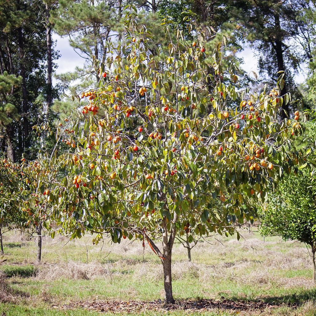 american persimmon tree