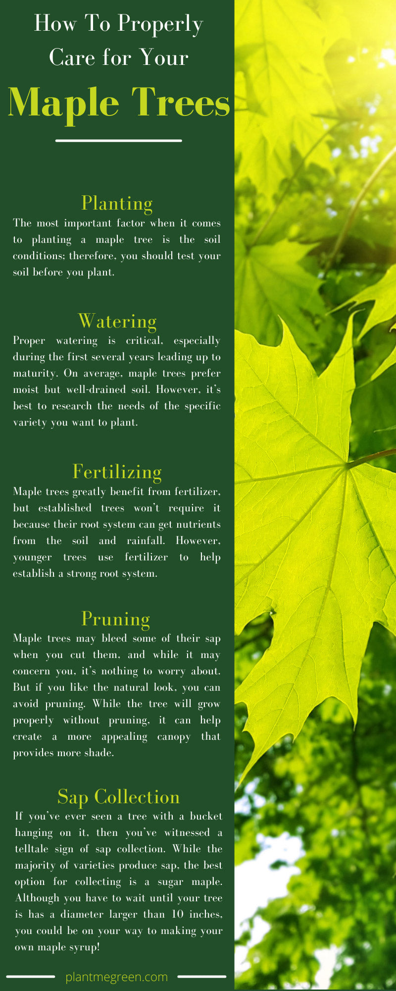 How To Properly Care for Your Maple Trees