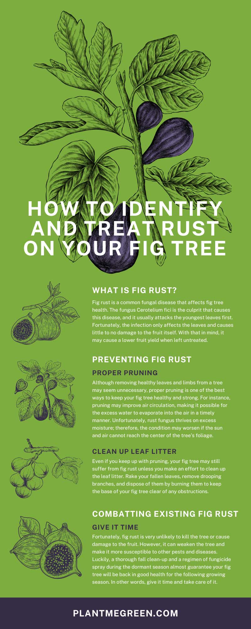 How To Identify and Treat Rust on Your Fig Tree