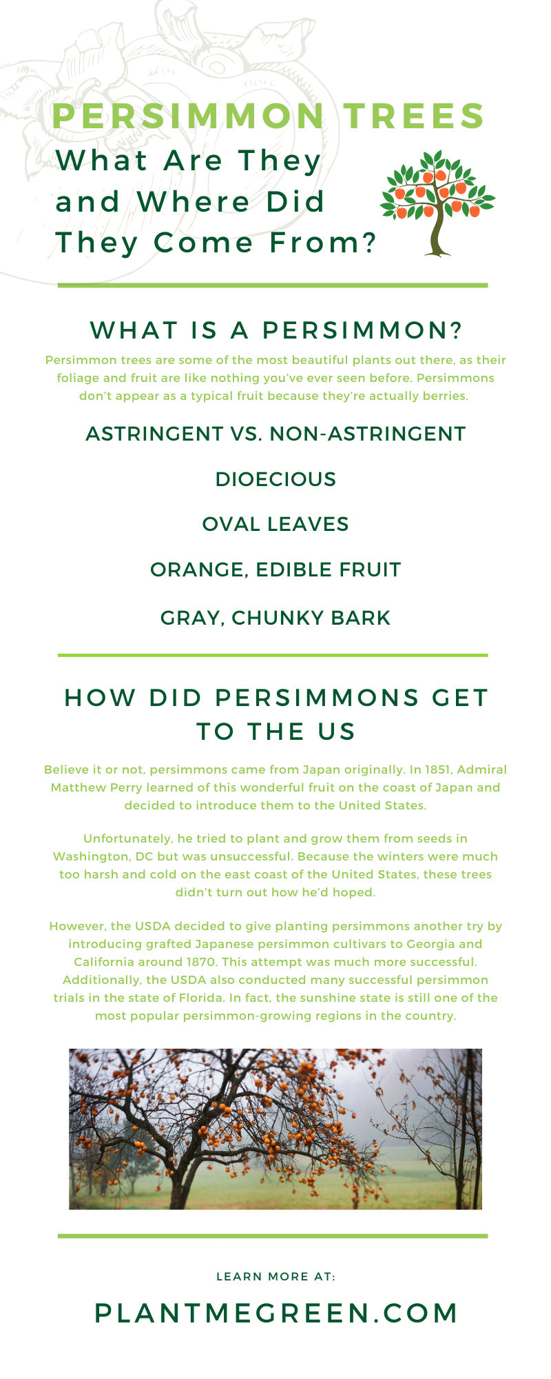 Persimmon Trees: What Are They and Where Did They Come From?