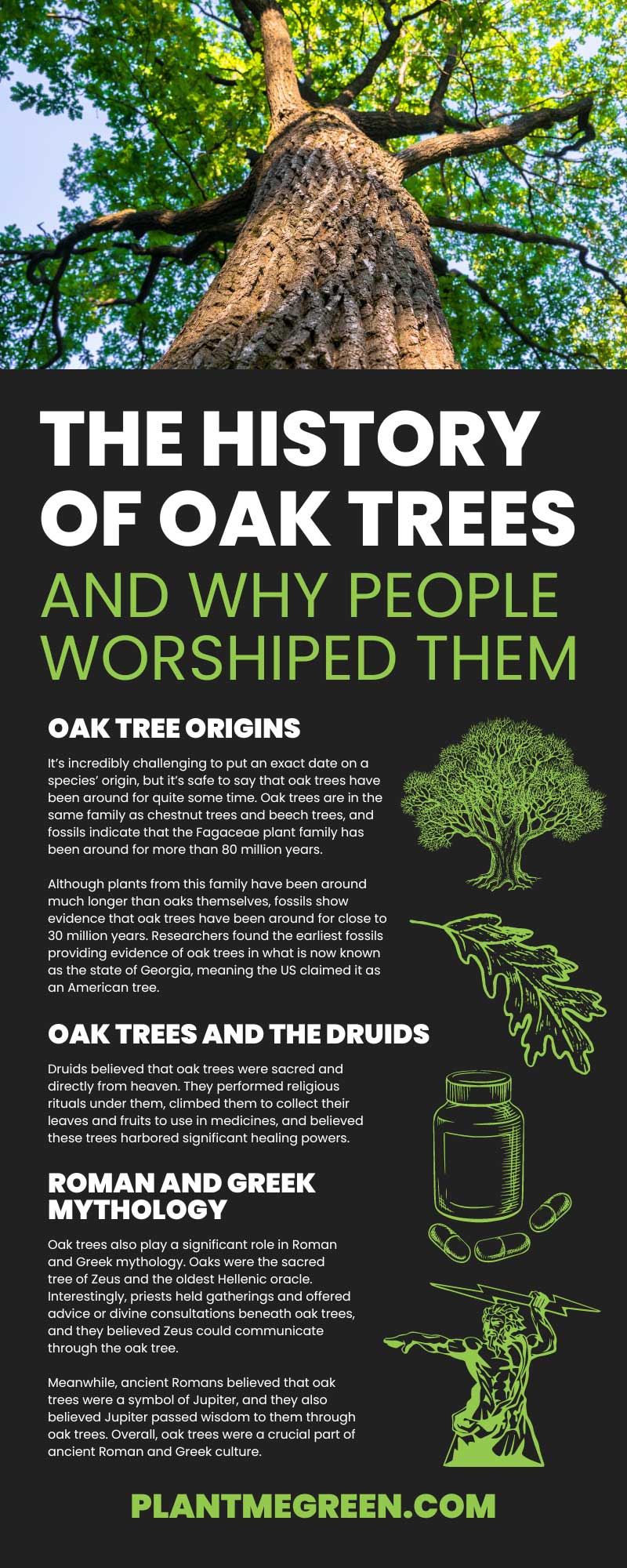 The History of Oak Trees and Why People Worshiped Them