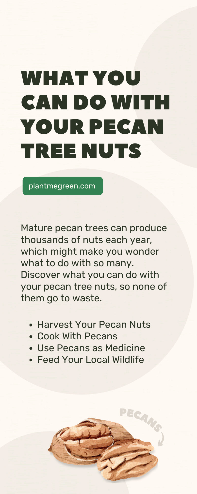 What You Can Do With Your Pecan Tree Nuts