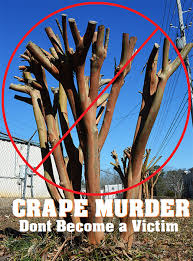 Pruning Crape Myrtles Don T Cut Back Plant Me Green