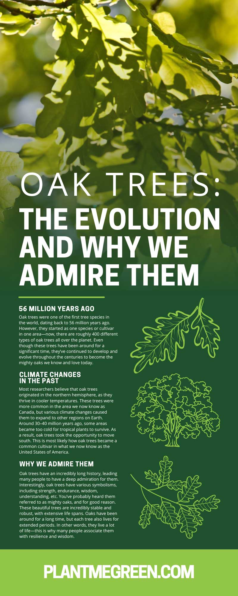 Oak Trees: The Evolution and Why We Admire Them