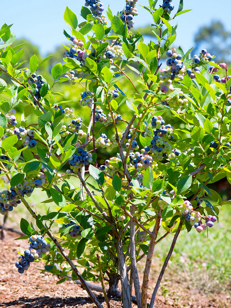 Blueberry | Duke Blueberry