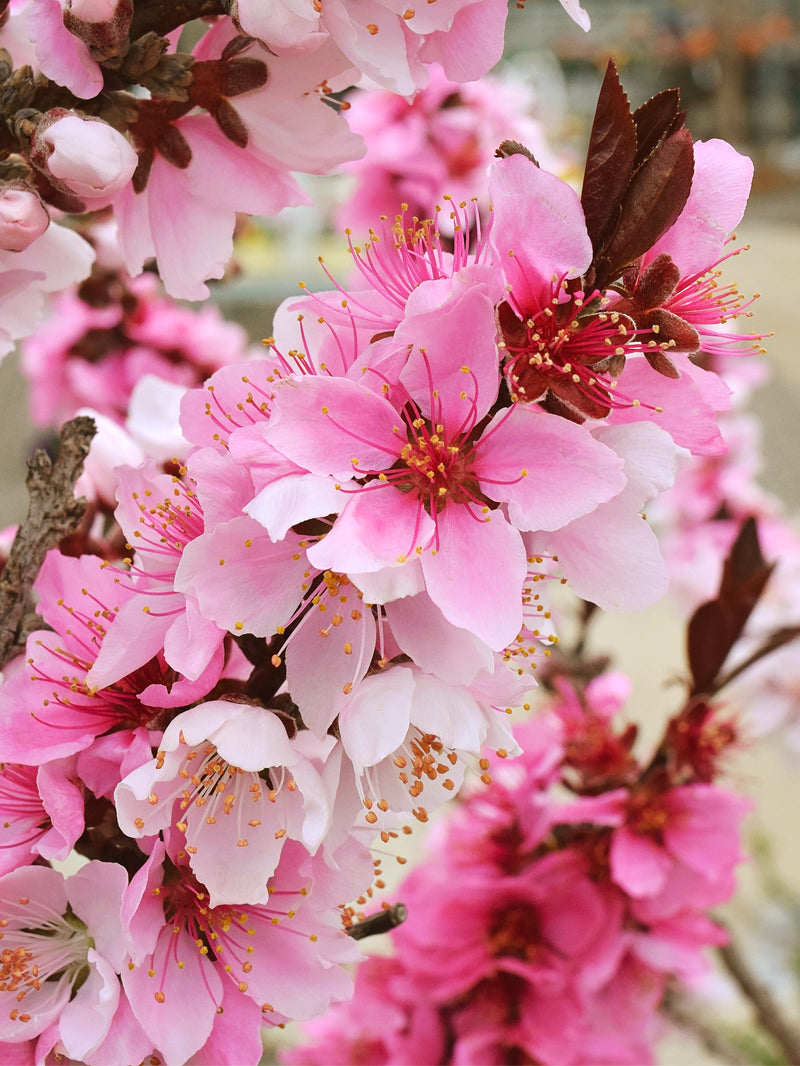 Peach Trees Dwarf Bonfire Patio Peach Plant Me Green