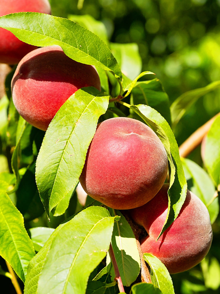 Elberta Peach Tree – Green Thumbs Garden