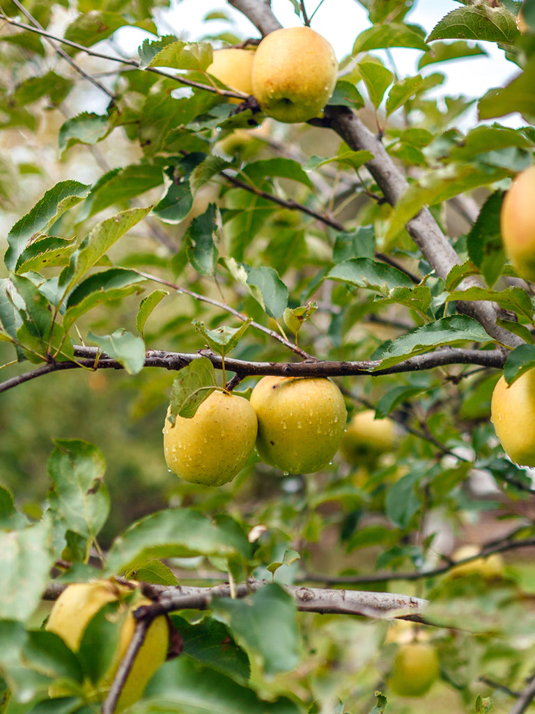 Peach Trees - Redskin