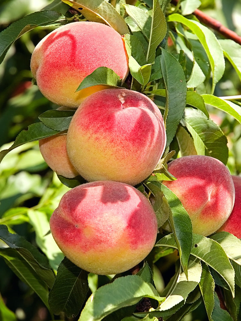 Contender Peach Trees for Sale at Arbor Day's Online Tree Nursery - Arbor  Day Foundation