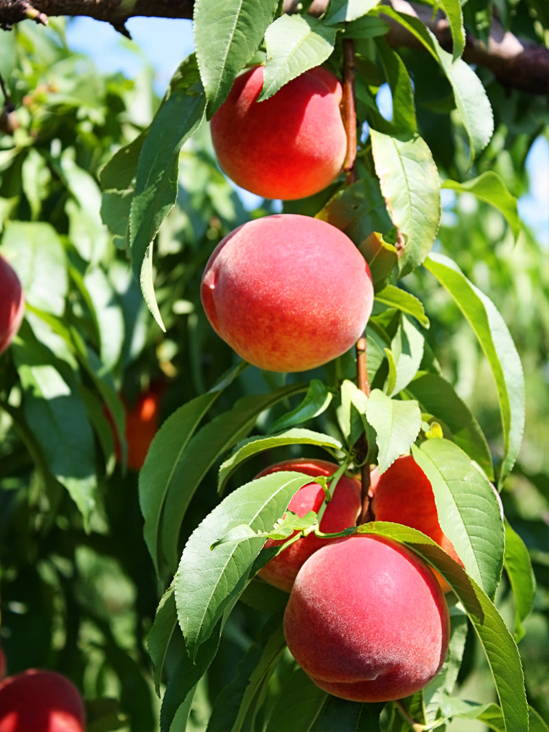 Peach Trees Flordaking Plant Me Green