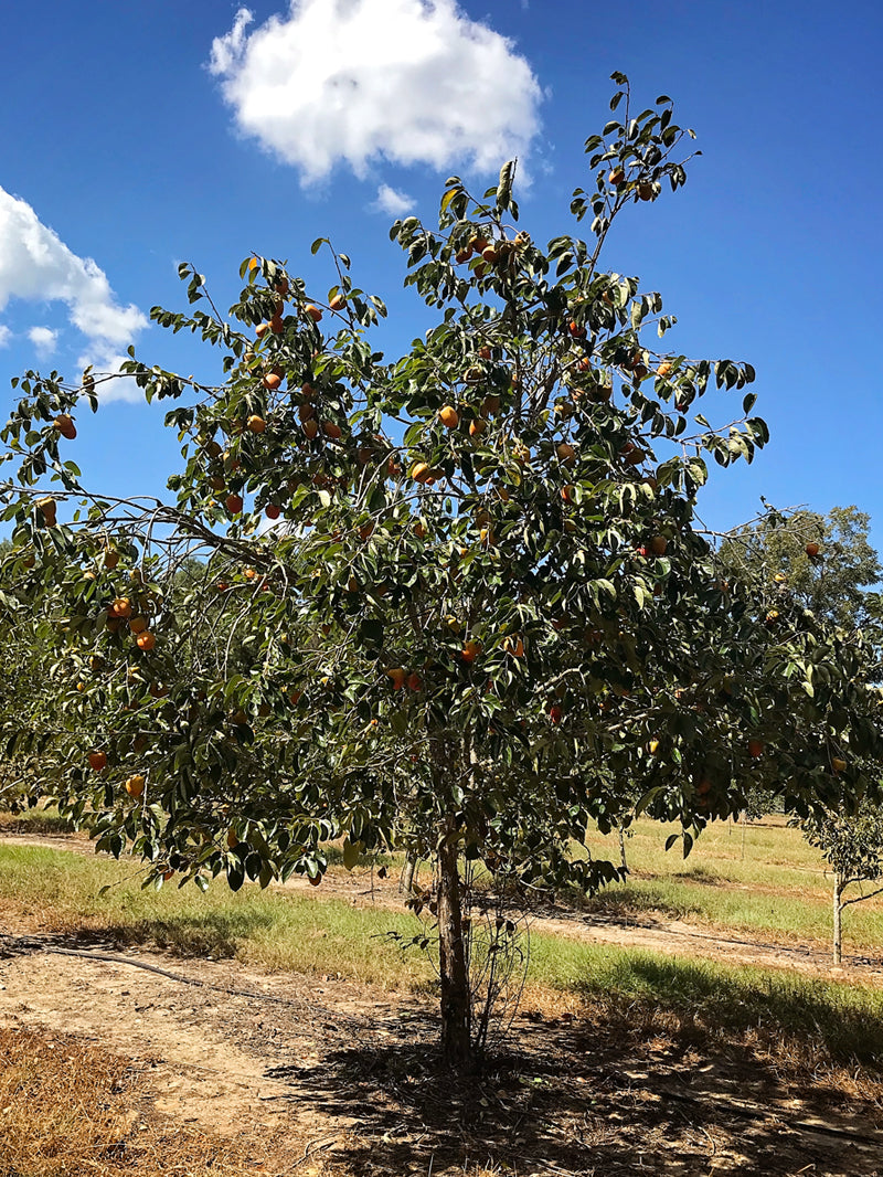 american persimmon tree