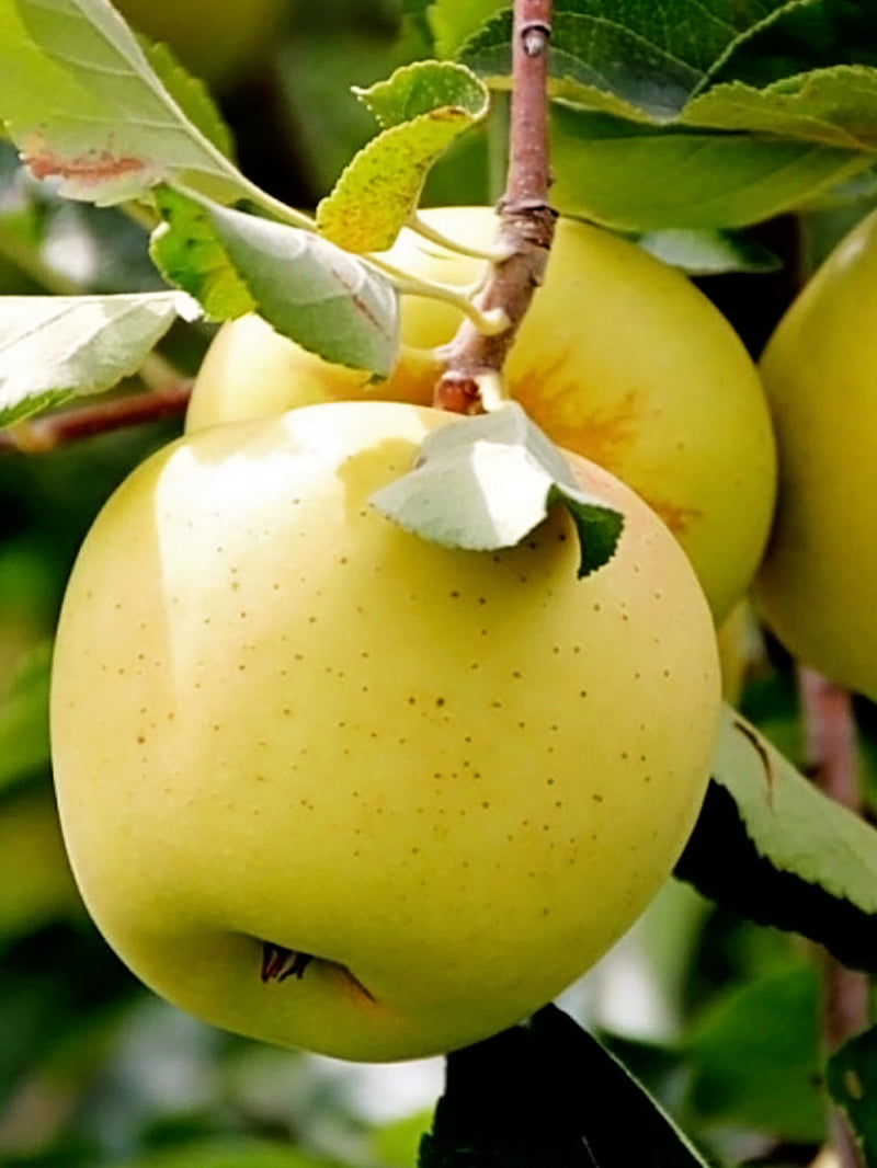 How to Plant Golden Delicious Apple Tree 