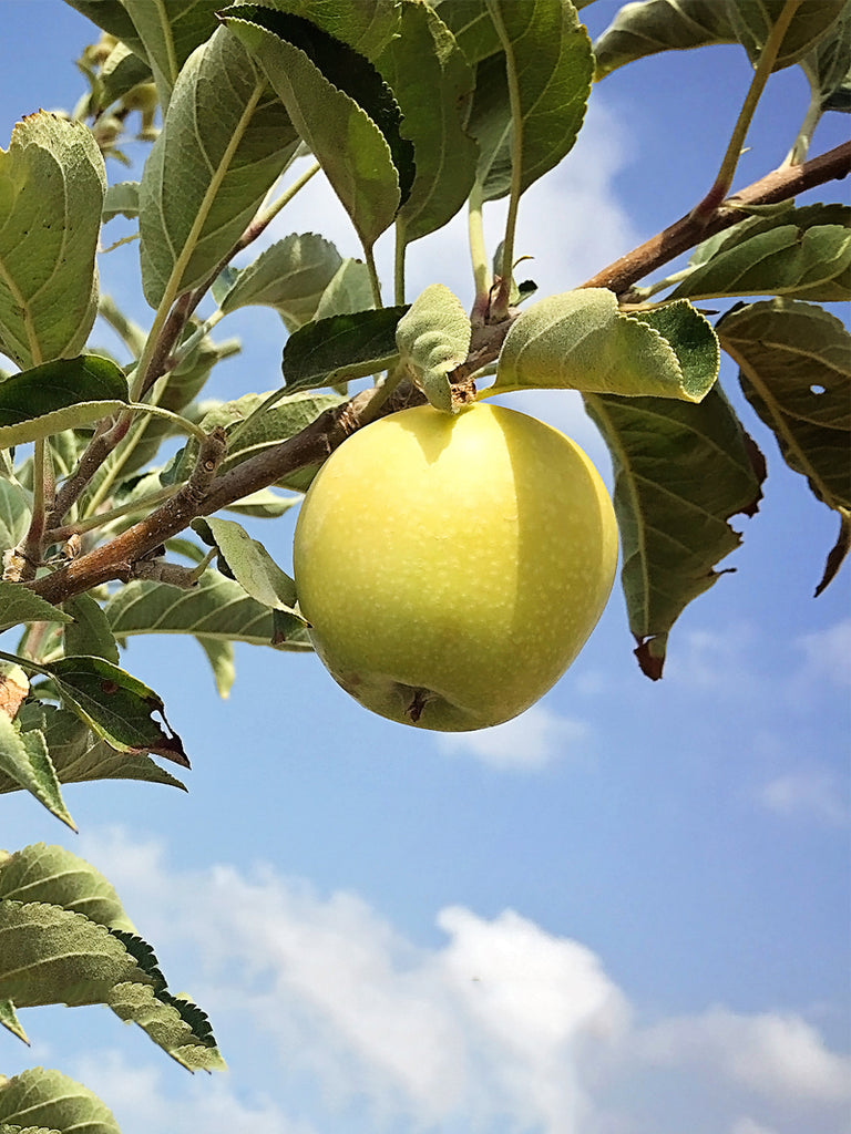 Ein-Shemer Apple Tree For Sale - 4-5ft Bareroot Organic