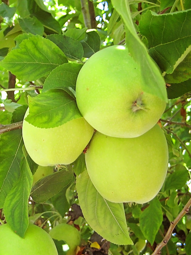 Fuji Apple Tree  Grow Organic Apples At Home - PlantingTree