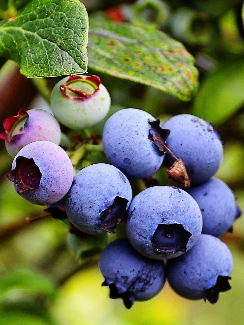 Fruit Apple + Blueberry