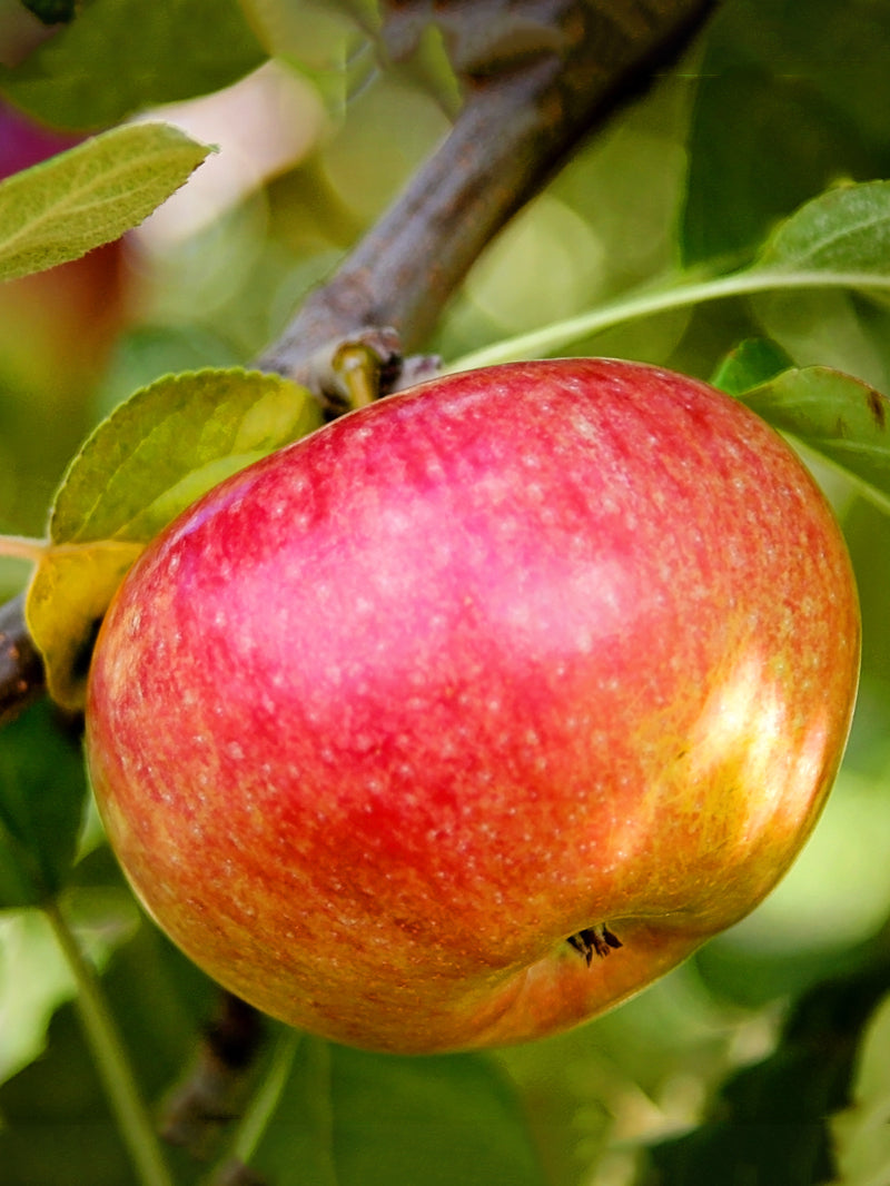 Golden Delicious apple tree: growing & harvesting - Plantura