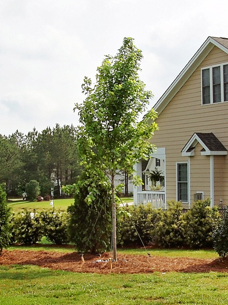 october glory maple size