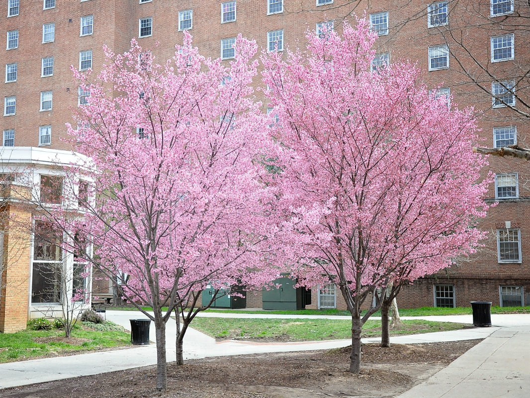 Okame Flowering Cherry Tree Lowes / Close Up On Blooming ...