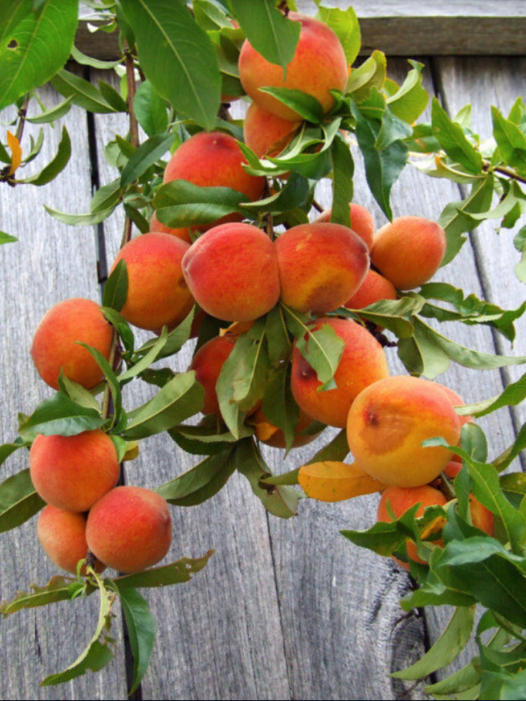 Elberta Peach Tree – Prized Peaches Aplenty - PlantingTree