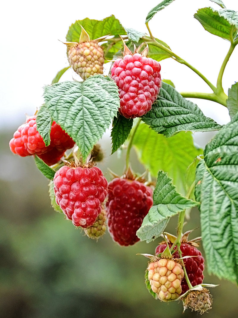 Raspberry - Heritage | Plant Me Green | Reviews on Judge.me