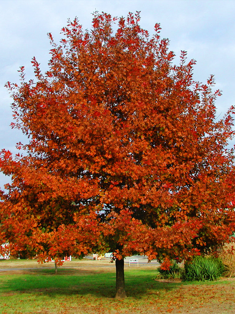 white oak tree in fall